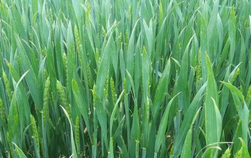 Romania's Holde Agri Invest buys local peer Agromixt Buciumeni