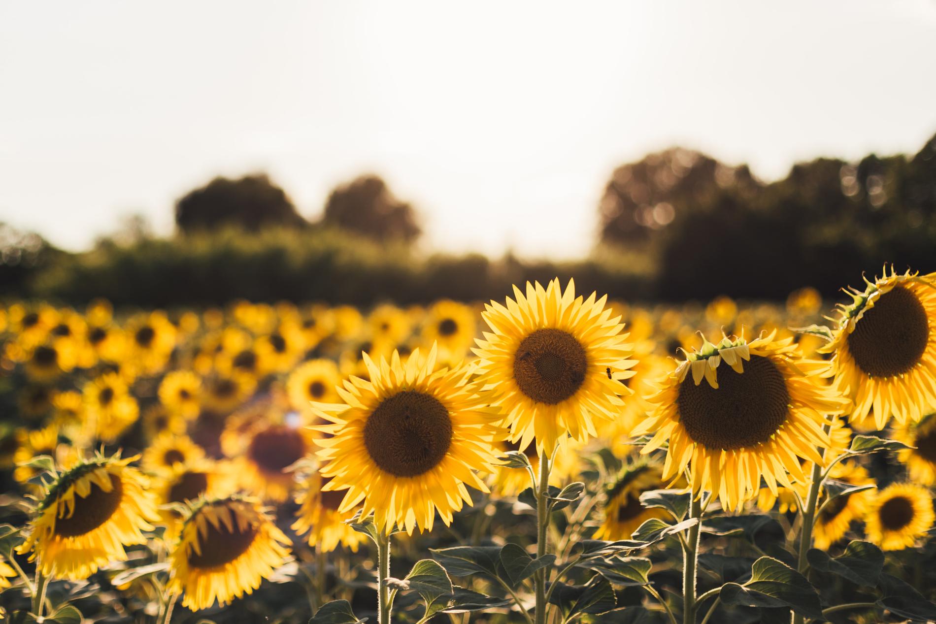 Holde Agri Invest acquires a new farm in Teleorman County